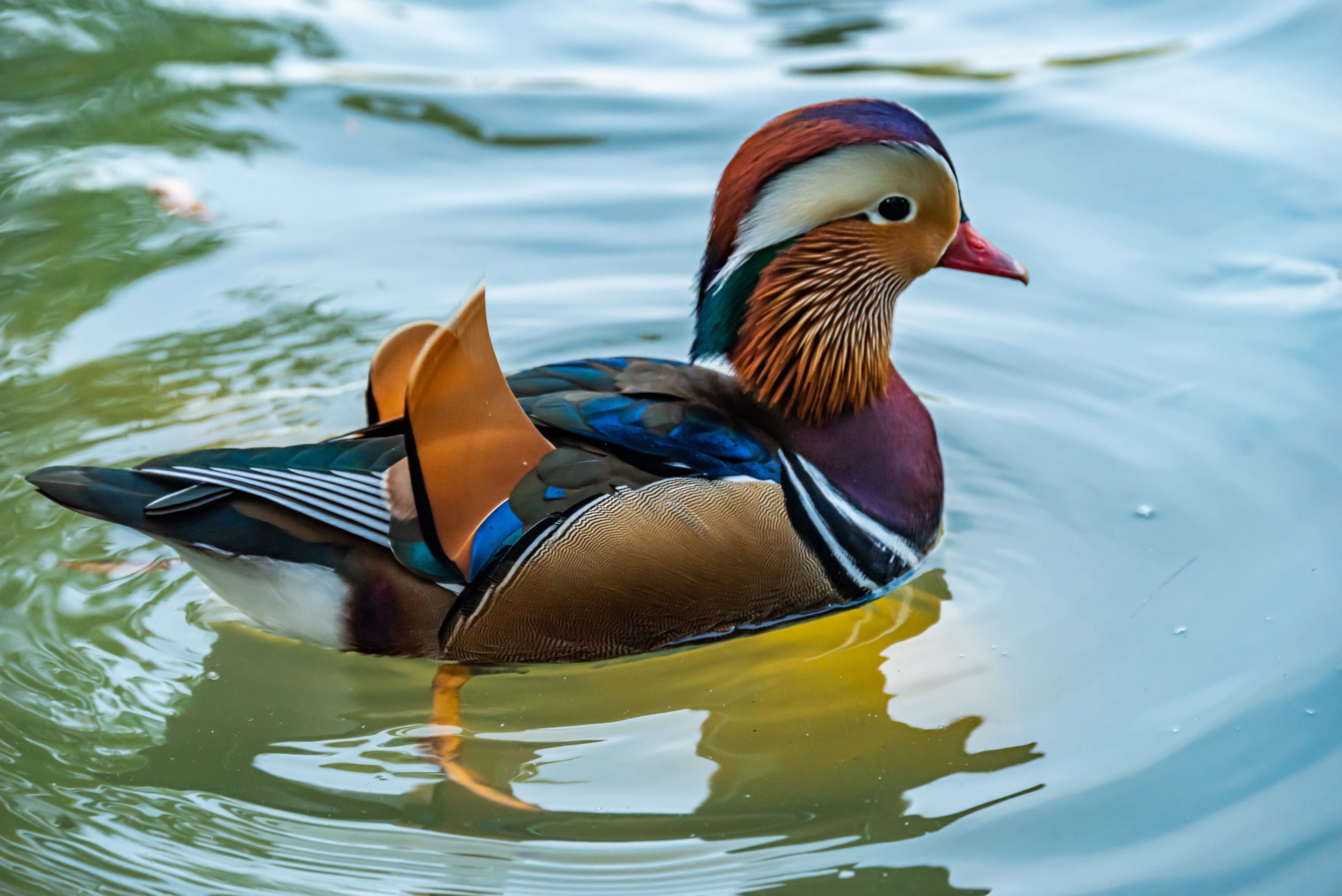 Mandarin ducks