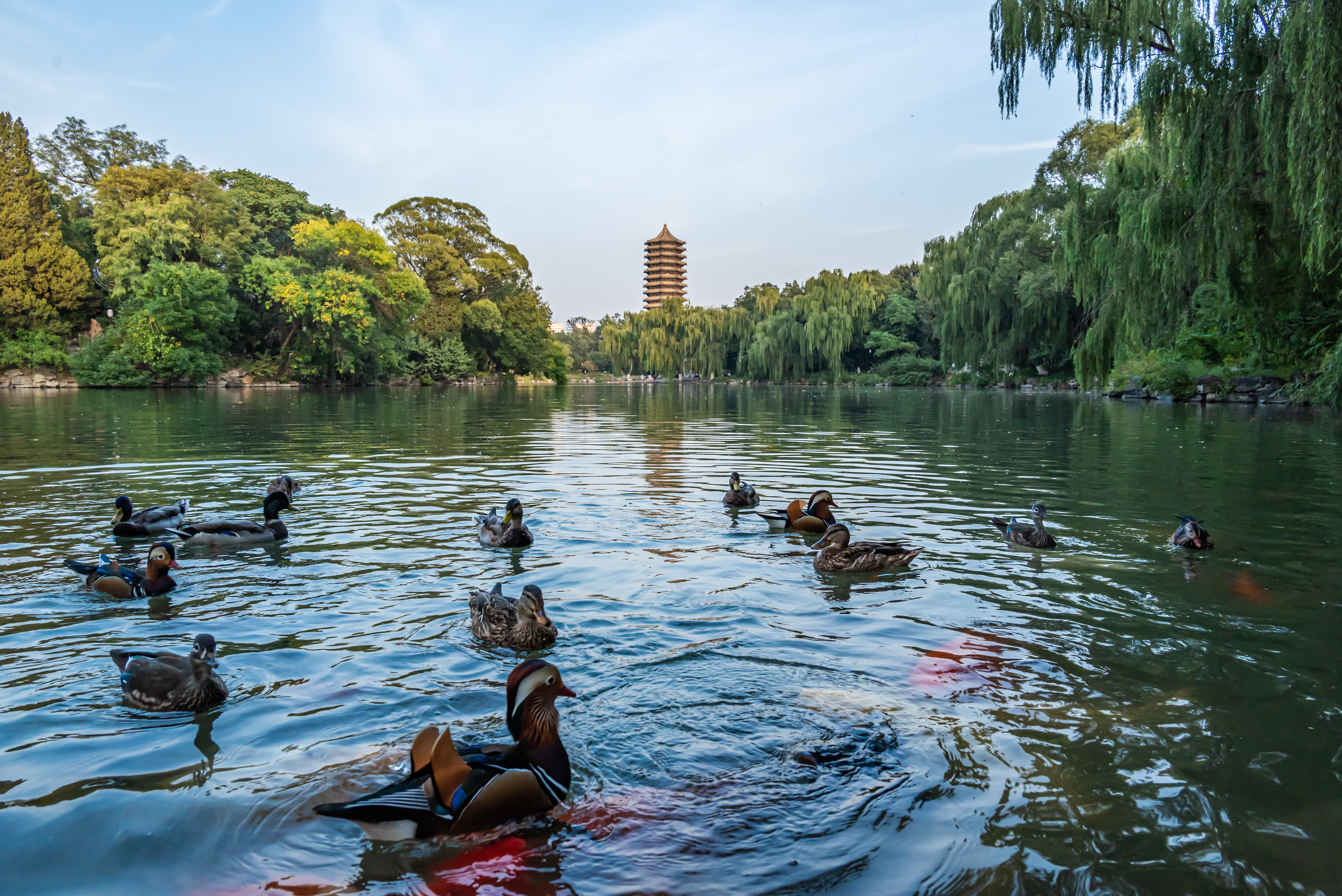 Duck at Weiming Lake